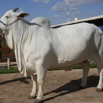 World’s Most Expensive Cow Sold in Brazil for Sh517 Million