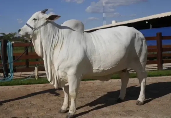 World’s Most Expensive Cow Sold in Brazil for Sh517 Million