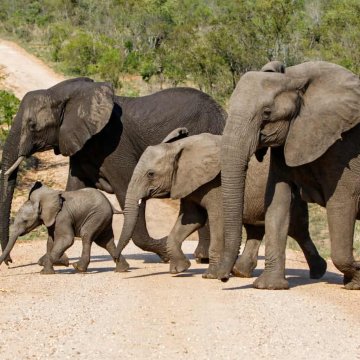 Spanish Tourist Killed By Elephants at South African Park