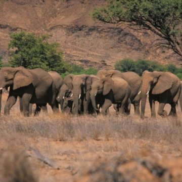 Namibia to Cull 723 Wild Animals Amid Severe Drought Crisis