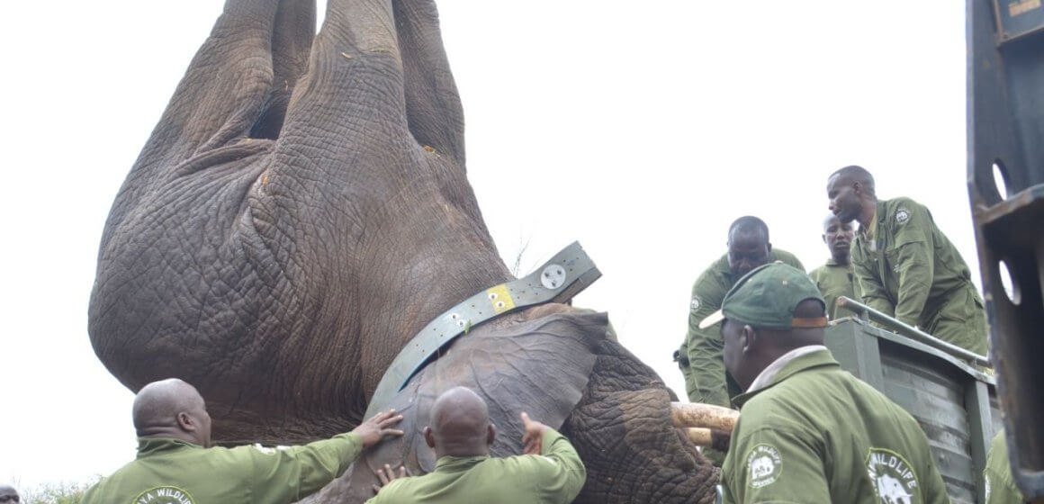 Kenya Begins Largest-Ever Elephant Relocation