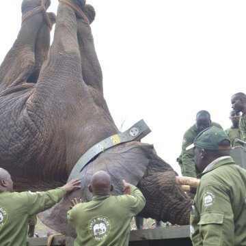 Kenya Begins Largest-Ever Elephant Relocation