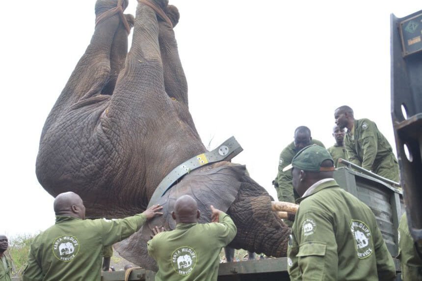 Kenya Begins Largest-Ever Elephant Relocation